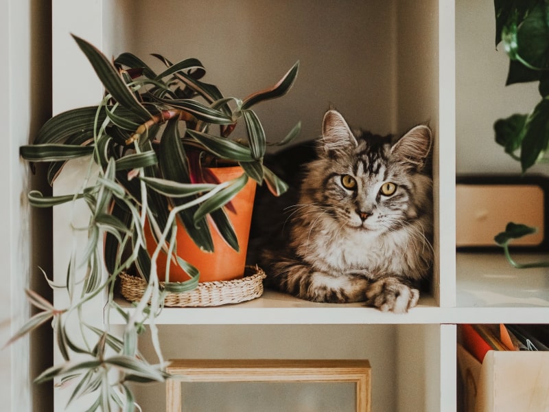 What plants are safe for cats to be around?